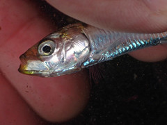 Sardina pilchardus