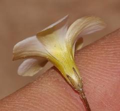 Oxalis pallens