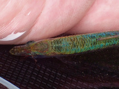 Sardina pilchardus