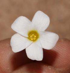Oxalis pallens