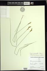 Carex petasata