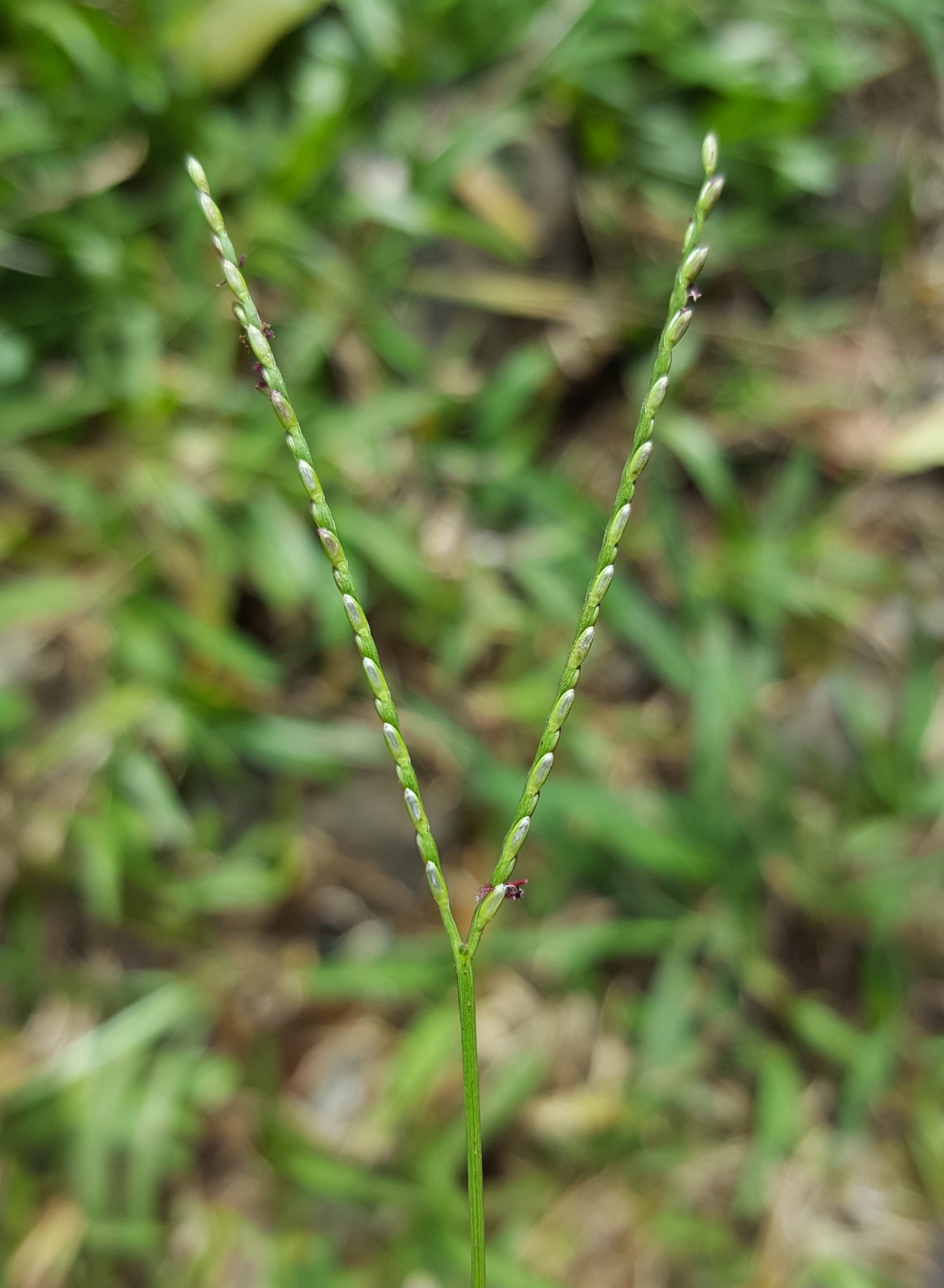 (c) François Rousseu, certains droits réservés (CC BY-NC) https://www.inaturalist.org/observations/95778507
