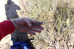 Oxalis pes-caprae sericea