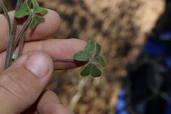 Oxalis pes-caprae sericea