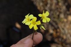 Oxalis pes-caprae sericea
