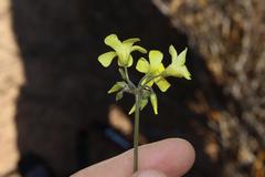 Oxalis pes-caprae sericea