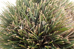 Afroscirpoides dioeca