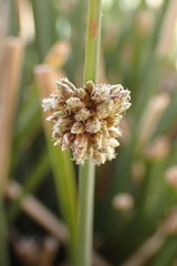 Afroscirpoides dioeca