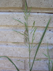 Bromus catharticus catharticus