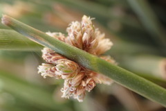 Afroscirpoides dioeca