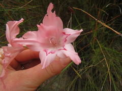 Gladiolus virgatus