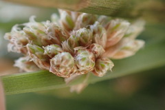 Afroscirpoides dioeca