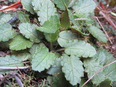 Alepidea delicatula