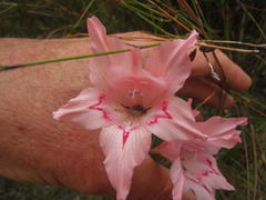 Gladiolus virgatus