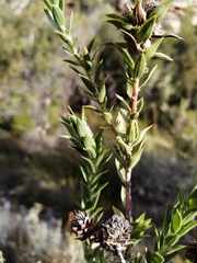 Oedera calycina
