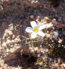 Oxalis pallens