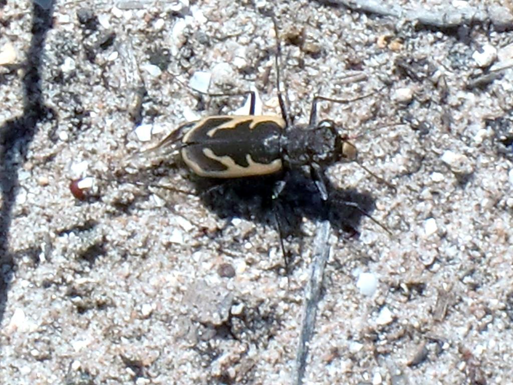 Austrocicindela