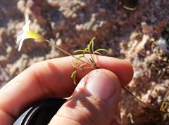 Oxalis pallens