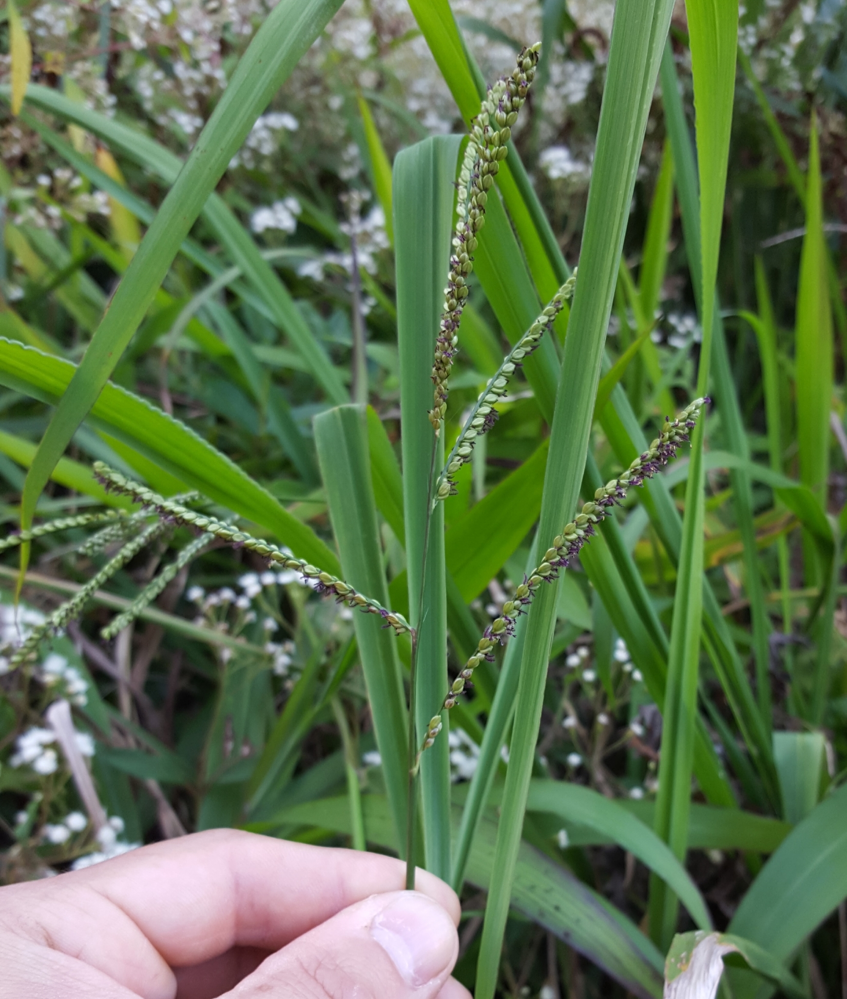 (c) François Rousseu, certains droits réservés (CC BY-NC) https://www.inaturalist.org/observations/95779061