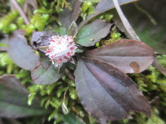 Antennaria solitaria