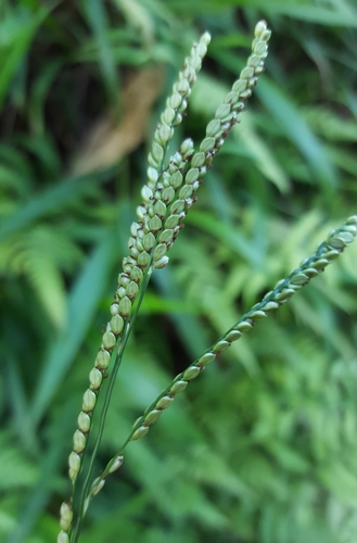 Paspalum mandiocanum image