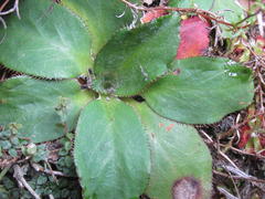Hermas ciliata
