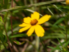 Coreopsis linifolia