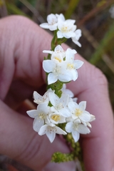 Lachnaea sociorum