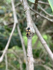 Oncopeltus sandarachatus