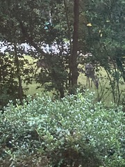 Odocoileus virginianus