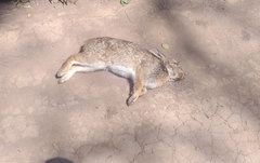 Sylvilagus brasiliensis