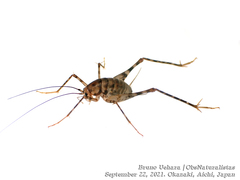 Tachycines asynamorus