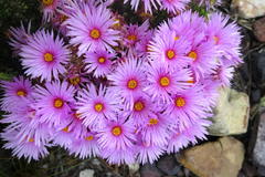 Lampranthus ceriseus