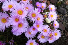 Lampranthus ceriseus
