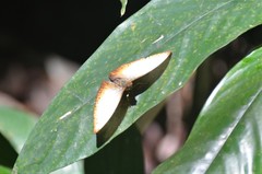 Cymothoe reinholdi