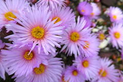 Lampranthus ceriseus