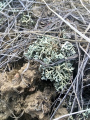 Xanthoparmelia chlorochroa