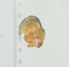 Eriocaulon breviscapum