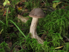 Leccinum leucophaeum