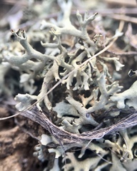 Xanthoparmelia chlorochroa