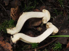 Leccinum leucophaeum