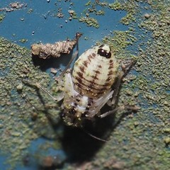 Psocus leidyi