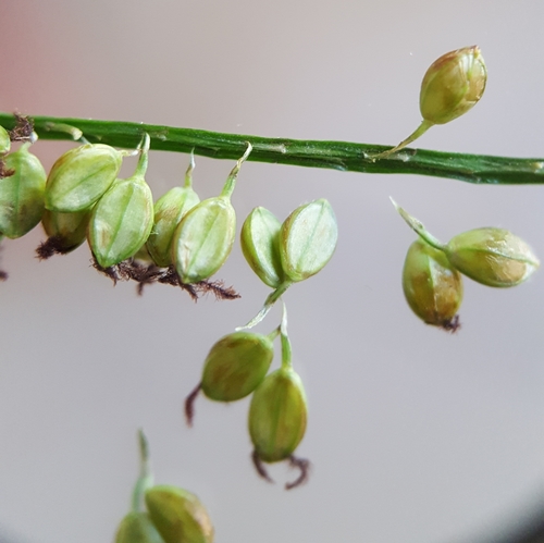 Paspalum mandiocanum