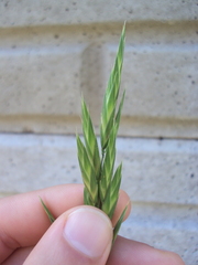 Bromus catharticus catharticus
