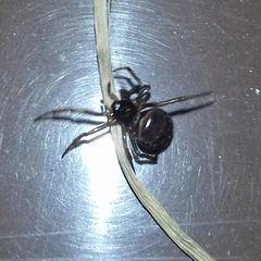 Steatoda bipunctata
