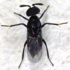 Coelopencyrtus australis
