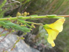 Linum esterhuyseniae