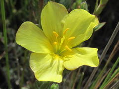 Linum esterhuyseniae