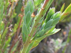 Linum esterhuyseniae