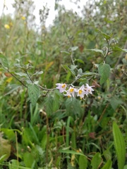 Solanum nigrescens